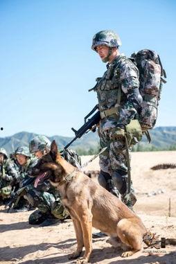 神犬奇兵在线观看,忠诚守护,勇闯天涯的军犬传奇  第1张 神犬奇兵在线观看,忠诚守护,勇闯天涯的军犬传奇  第1张