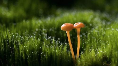 早安爆料大蘑菇视频,早安爆料视频背后的惊人真相  第3张 早安爆料大蘑菇视频,早安爆料视频背后的惊人真相  第3张