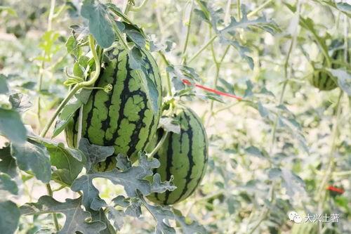 山南网红吃瓜,揭秘幕后故事与热门话题  第2张 山南网红吃瓜,揭秘幕后故事与热门话题  第2张