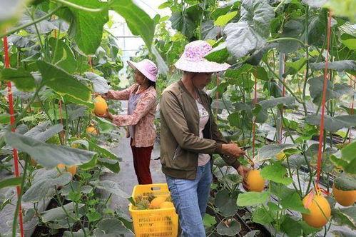 山南网红吃瓜,揭秘幕后故事与热门话题  第3张 山南网红吃瓜,揭秘幕后故事与热门话题  第3张